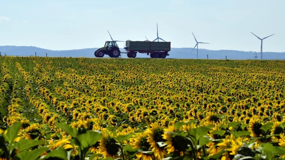 Bulgarien: Sonnenblumenfeld mit Traktor und Windrädern im Hintergrund.