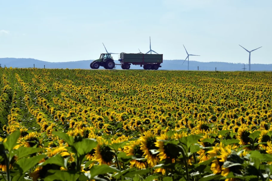 Bulgarien: Sonnenblumenfeld mit Traktor und Windrädern im Hintergrund.